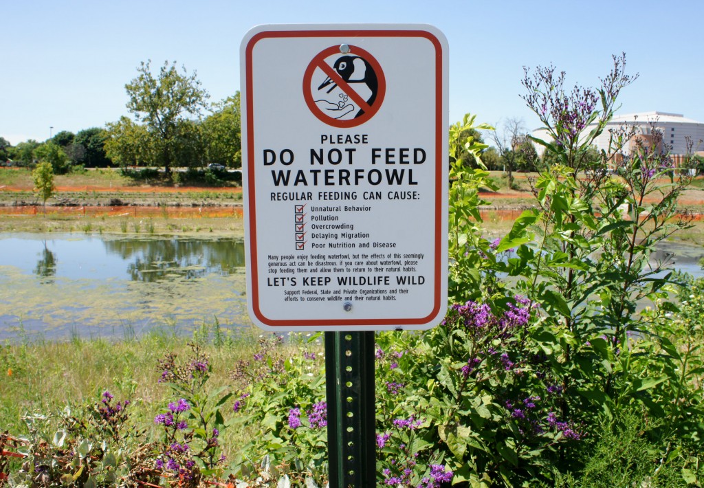 Do-Not-Feed-the-Waterfowl